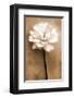 White Rose in Sepia-Christine Zalewski-Framed Art Print