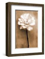 White Rose in Sepia-Christine Zalewski-Framed Art Print