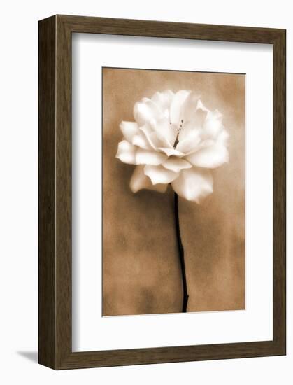 White Rose in Sepia-Christine Zalewski-Framed Art Print