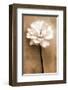 White Rose in Sepia-Christine Zalewski-Framed Art Print