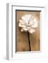 White Rose in Sepia-Christine Zalewski-Framed Art Print