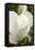 White rose, International Rose Test Garden, Portland, Oregon.-William Sutton-Framed Stretched Canvas