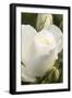 White rose, International Rose Test Garden, Portland, Oregon.-William Sutton-Framed Photographic Print