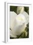 White rose, International Rose Test Garden, Portland, Oregon.-William Sutton-Framed Photographic Print