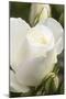 White rose, International Rose Test Garden, Portland, Oregon.-William Sutton-Mounted Photographic Print