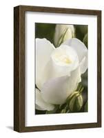 White rose, International Rose Test Garden, Portland, Oregon.-William Sutton-Framed Photographic Print