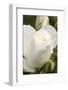 White rose, International Rose Test Garden, Portland, Oregon.-William Sutton-Framed Photographic Print