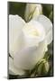 White rose, International Rose Test Garden, Portland, Oregon.-William Sutton-Mounted Photographic Print