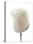 White Rose (Rosa Sp.)-Gavin Kingcome-Stretched Canvas