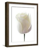 White Rose (Rosa Sp.)-Gavin Kingcome-Framed Photographic Print