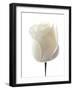 White Rose (Rosa Sp.)-Gavin Kingcome-Framed Photographic Print