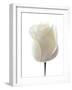 White Rose (Rosa Sp.)-Gavin Kingcome-Framed Photographic Print