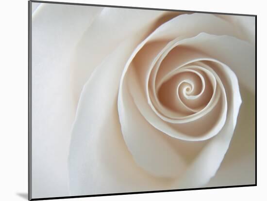 White Rose Swirl-Karen Ussery-Mounted Giclee Print