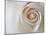 White Rose Swirl-Karen Ussery-Mounted Giclee Print