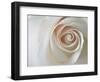 White Rose Swirl-Karen Ussery-Framed Giclee Print