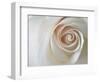 White Rose Swirl-Karen Ussery-Framed Giclee Print