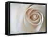 White Rose Swirl-Karen Ussery-Framed Stretched Canvas