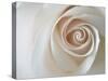 White Rose Swirl-Karen Ussery-Stretched Canvas
