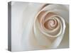 White Rose Swirl-Karen Ussery-Stretched Canvas