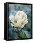 White Rose with Ice Crystals-Elke Borkowski-Framed Stretched Canvas