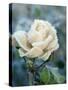 White Rose with Ice Crystals-Elke Borkowski-Stretched Canvas