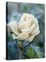 White Rose with Ice Crystals-Elke Borkowski-Stretched Canvas
