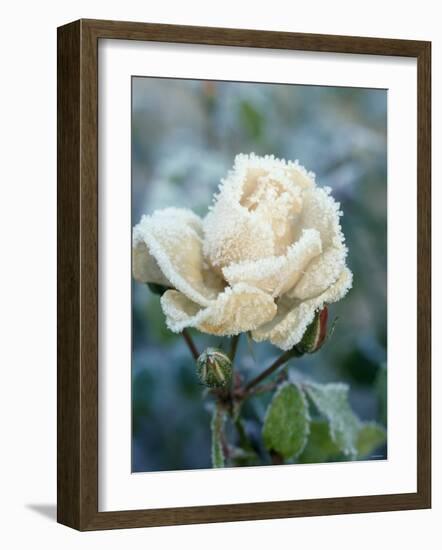 White Rose with Ice Crystals-Elke Borkowski-Framed Photographic Print
