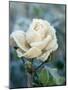 White Rose with Ice Crystals-Elke Borkowski-Mounted Photographic Print