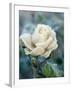 White Rose with Ice Crystals-Elke Borkowski-Framed Photographic Print