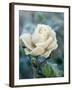 White Rose with Ice Crystals-Elke Borkowski-Framed Photographic Print