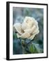 White Rose with Ice Crystals-Elke Borkowski-Framed Photographic Print