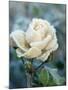 White Rose with Ice Crystals-Elke Borkowski-Mounted Photographic Print