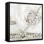 White Rose with Pearls-Tom Quartermaine-Framed Stretched Canvas