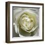 White Rose-Laurent Pinsard-Framed Art Print