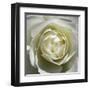 White Rose-Laurent Pinsard-Framed Art Print