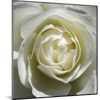 White Rose-Laurent Pinsard-Mounted Art Print