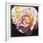 White Rose-Jennifer Harmes-Framed Giclee Print