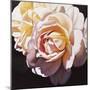 White Rose-Jennifer Harmes-Mounted Giclee Print