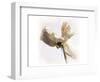 White Rose-null-Framed Art Print