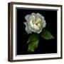 White Rose-Magda Indigo-Framed Photographic Print