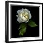 White Rose-Magda Indigo-Framed Photographic Print