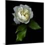 White Rose-Magda Indigo-Mounted Photographic Print