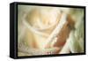 White Rose-Erin Berzel-Framed Stretched Canvas