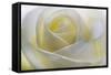 White Rose-null-Framed Stretched Canvas
