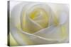 White Rose-null-Stretched Canvas