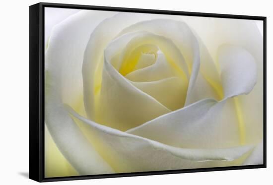 White Rose-null-Framed Stretched Canvas