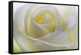 White Rose-null-Framed Stretched Canvas