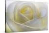 White Rose-null-Stretched Canvas