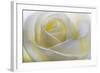 White Rose-null-Framed Photographic Print