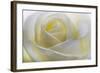 White Rose-null-Framed Photographic Print